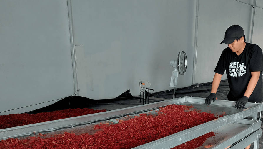 Worker hand-sorting mace spice on drying trays at processing facility